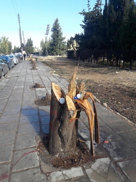بالصور الباص السريع يتسبب بقطع اشجار معمرة في محيط الجامعة الاردنية